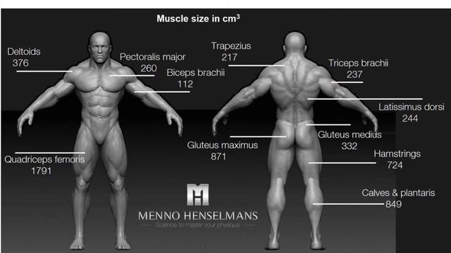 Как стать большим, или научный подход к набору мышечной массы. Размер мышц и пределы роста! смотреть онлайн