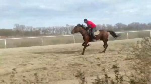 Бега иноходцев и рысаков