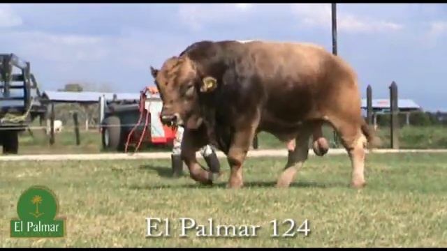 El Palmar 124 смотреть онлайн