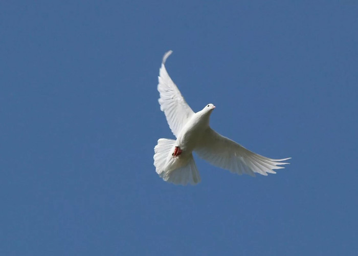 Бородин. Половецкие пляски и хор невольниц смотреть онлайн