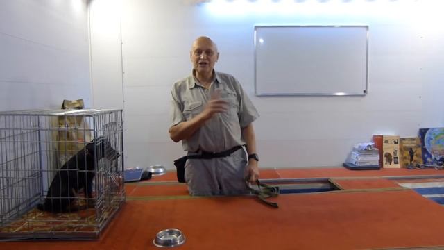 Нужно ли собаке давать подтухшее мясо? смотреть онлайн