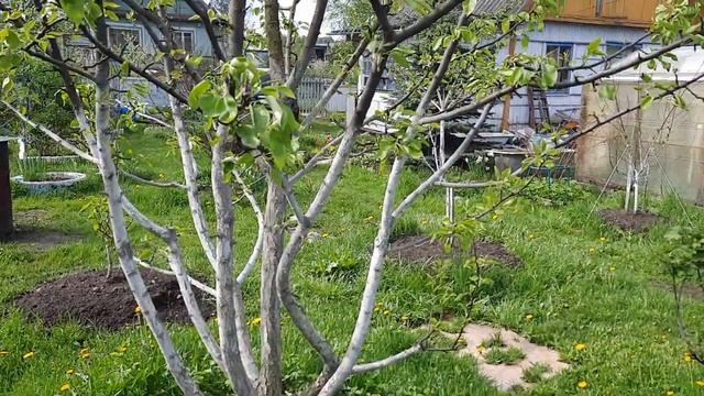 Груши Лада и Чежевская смотреть онлайн