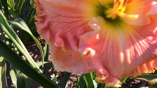 Лилейник JEANNETTE HARRY смотреть онлайн