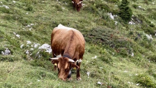 Solo Hiking in the Alps || Velika Planina || Slovenia Hiking смотреть онлайн