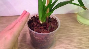 ОРХИДЕЯ Камбрия уход и полив после ПЕРЕСАДКИ первые РЕЗУЛЬТАТЫ