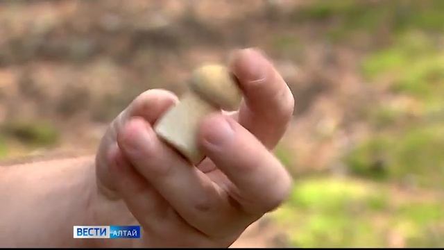 В Алтайском крае начался сезон сбора грибов смотреть онлайн