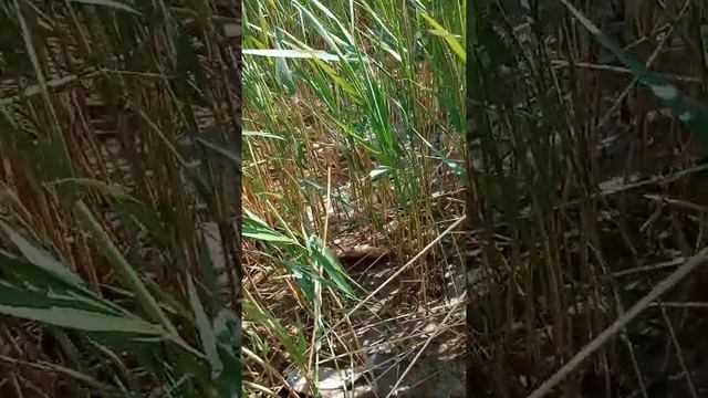 рыба дохнет в ахтанизовском лимане смотреть онлайн