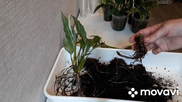 КОМНАТНЫЕ РАСТЕНИЯ(ЦВЕТЫ).СПАТИФИЛЛУМЫ:ОБЗОР,РАЗМНОЖЕНИЕ,ПЕРЕСАДКИ. смотреть онлайн