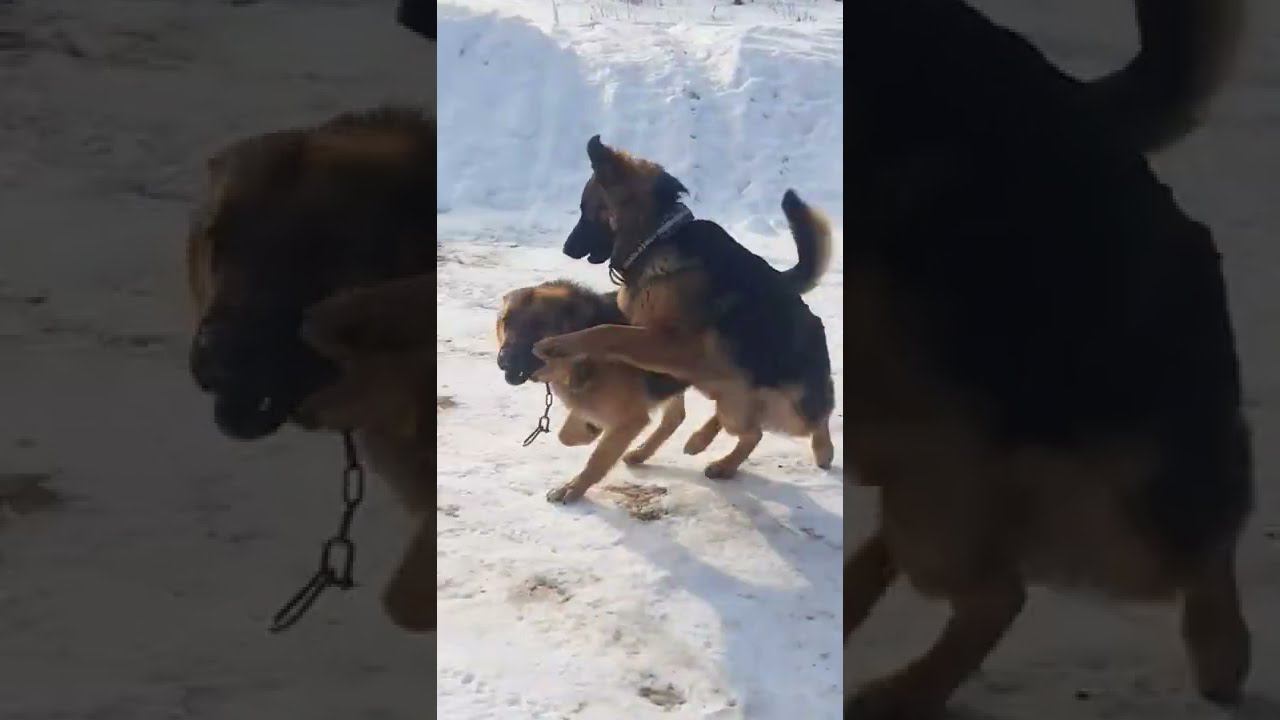 #немецкиеовчарки смотреть онлайн