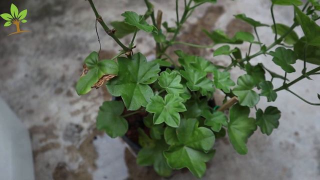 Só 1 copinho faz estourar de tantas flores (Qualquer planta) смотреть онлайн