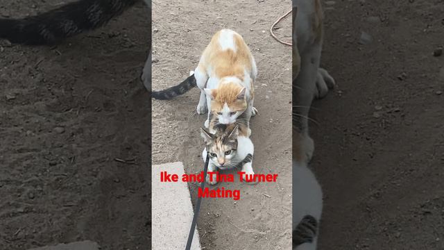 Ike and Tina Turner mating смотреть онлайн