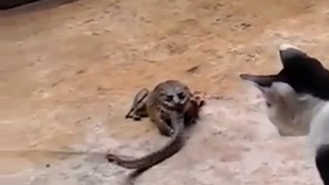 жаба змея и кот смотреть онлайн