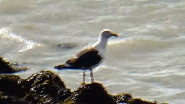 Larus marinus - Linnaeus, 1758 - (Laridae) - Goéland marin - Normandie/France - 08/2017 смотреть онлайн