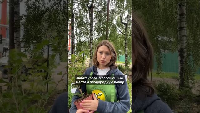 Сирень Мейера в тепличном комплексе «Северный» смотреть онлайн