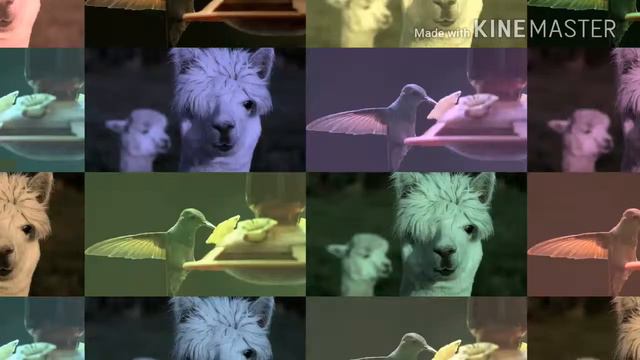 10 самых милых животных на планете смотреть онлайн