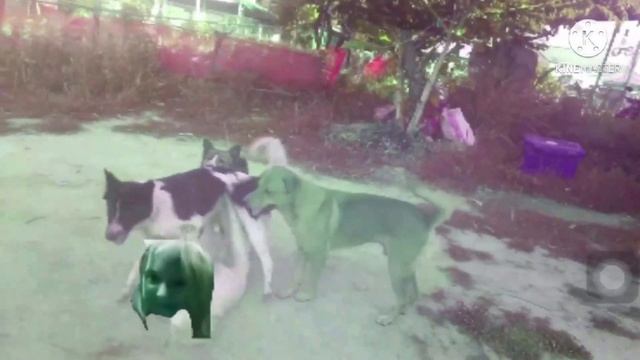 Joseph Vanesky Dogs in Green Lowers смотреть онлайн
