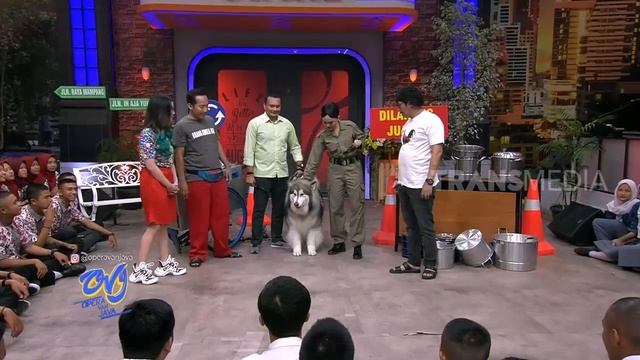 ALASKAN MALAMUTE DIKIRA SERIGALA MASUK STUDIO | OPERA VAN JAVA (03/09/19) PART 2 смотреть онлайн