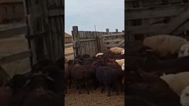 Баранина на Продажу. Живым весом и мясом. 400 голов. смотреть онлайн