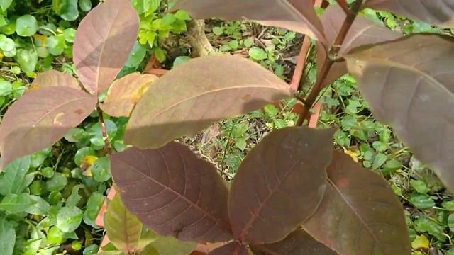 puding belacan / Graptophyllum pictum смотреть онлайн