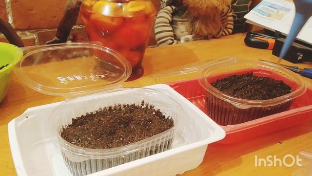 КОЛЬНИК ШЕЙХЦЕРА И САЛЬДАНЕЛЛА АЛЬПИЙСКАЯ, ПОСЕВ СЕМЯН НА РАССАДУ 🌺🤗 смотреть онлайн