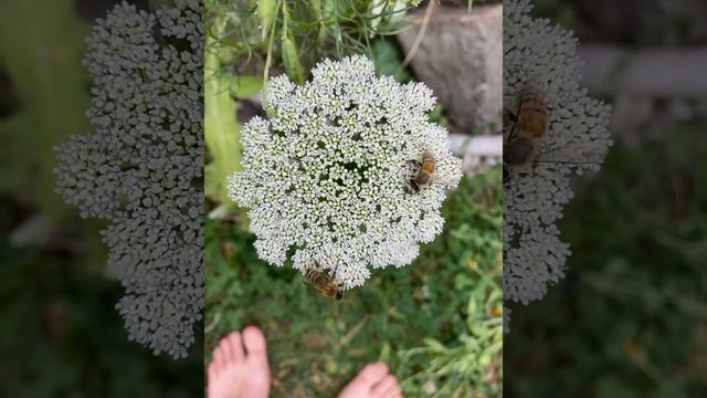 Honeybees On Ammi Majus