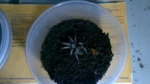 Brachypelma Smithi. Птицеед в домашних условиях.