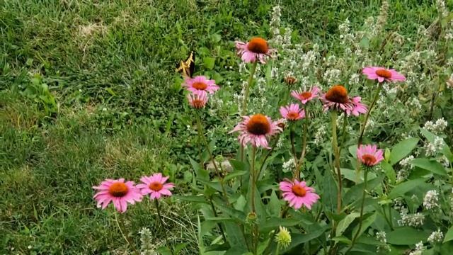 Echinacea & Butterfly смотреть онлайн