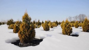 Туя весной: что нужно сделать, чтобы она порадовала вас?