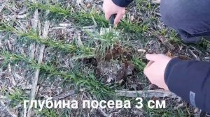 Глубина высева озимой пшеницы