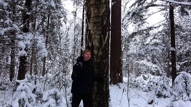 Зачем люди хотели уничтожить все СЕКВОЙИ?! Растительные чудеса Америки! смотреть онлайн