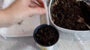 Посадка ризом ахименеса после зимнего покоя