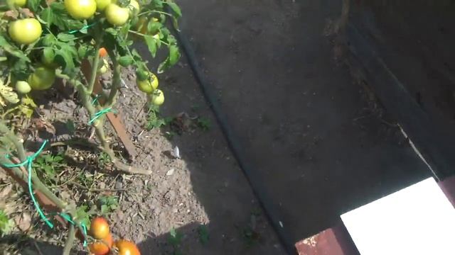 Томат Розовый мед от Сибирского сада. Взвешиваем плоды смотреть онлайн