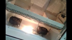 Инкубатор для страусов.