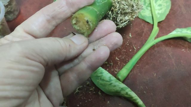 Справиться с диффенбахиями не получается 😭 смотреть онлайн