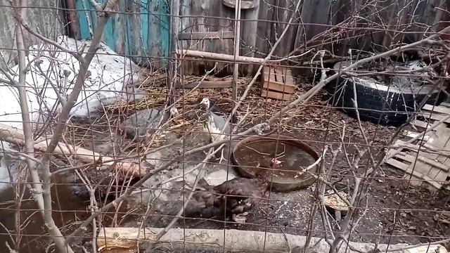 Приехали новички цесарки и мускусная утка 26,03,2021 смотреть онлайн