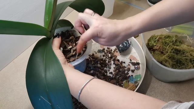 Если сверху сохнут корни/Пальцы Гринча смотреть онлайн