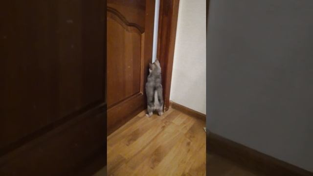 Метис шпица и Джек Рассела. Шакира просится на кухню! смотреть онлайн