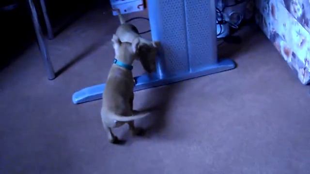 Cirneco puppies 1 month