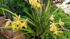 Cymbidium Golden Elf, orchid care