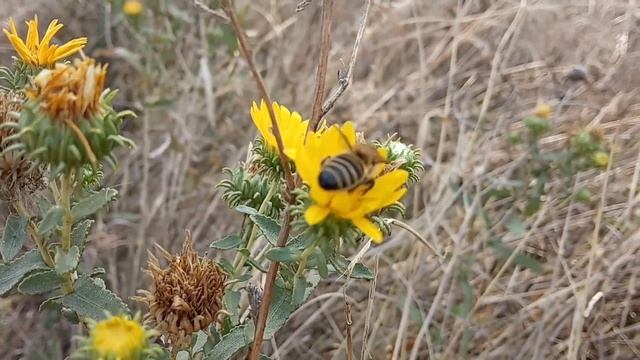 Как пчела собирает нектар и пыльцу с цветка / How a bee collects nectar and pollen from a flower смотреть онлайн