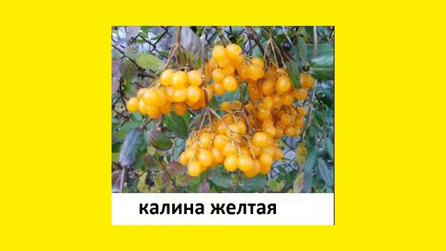 Калина Жёлтая Мелодика Е Катаева Музыка О Лукьянчиков смотреть онлайн
