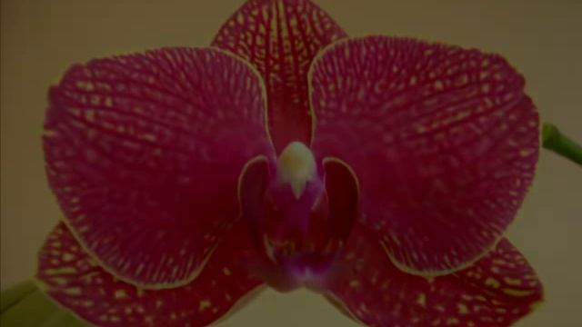 Красные орхидеи 4.mp4 смотреть онлайн