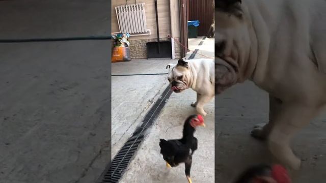 Ко шамо смотреть онлайн