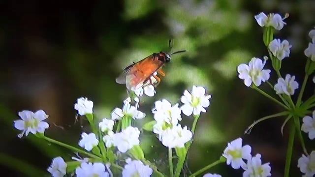 БИОСФЕРА: 83. Пилильщик Рапсовый (Athalia rosae) смотреть онлайн