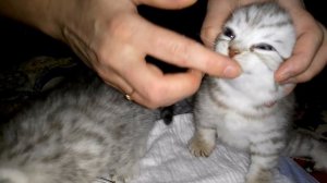 Как и Чем Кормить Котят. Котятам 1 мес 10 дней.