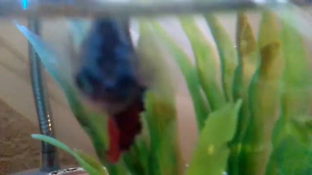 Это моя рыбка. 😁 смотреть онлайн