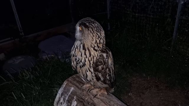 Сова филин Ёль продолжает на меня обижаться. Пёс Кубик и ночная косточка смотреть онлайн