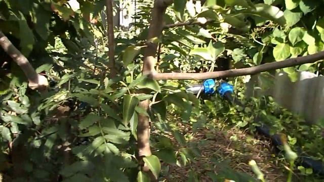 Прививка груши на рябину. смотреть онлайн