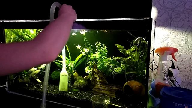 Перевод аквариума в палюдариум. Часть 1. Очистка поверхности воды и сифонка грунта. смотреть онлайн