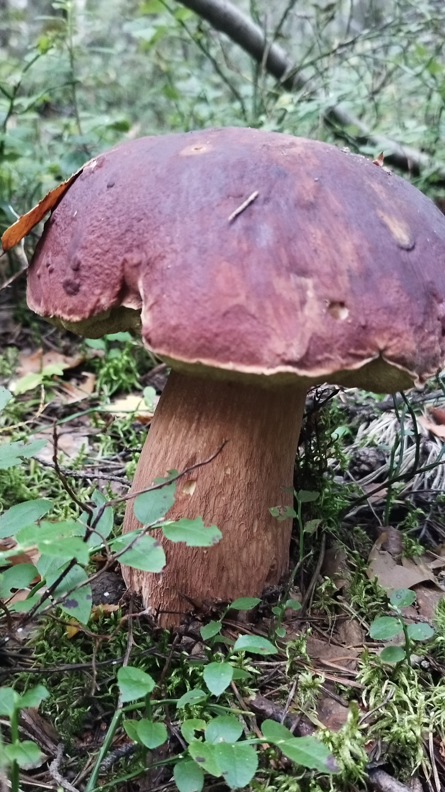 Боровик который пропустили смотреть онлайн